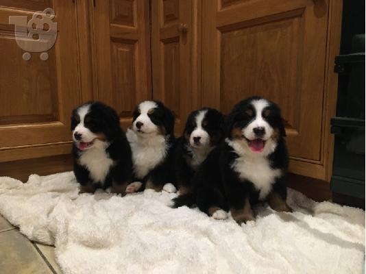 PoulaTo: Kc Reg Boston Terrier Pups προς πώληση